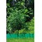 Бордюр зеленый GARDENA 15 см